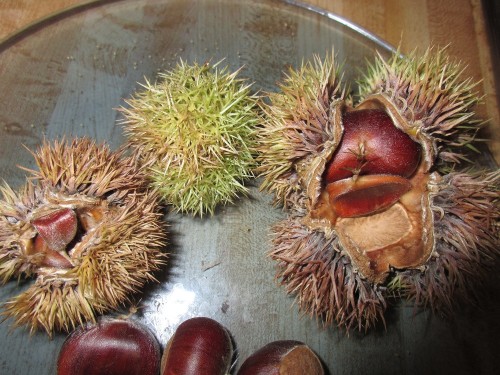 Chinese chestnut 2