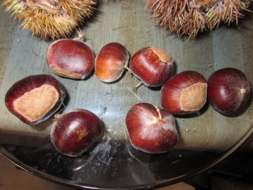 Chinese chestnut 1