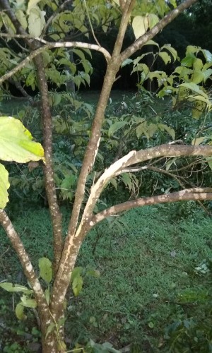 dogwood split limb