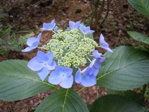 hydrangea lacecap 2