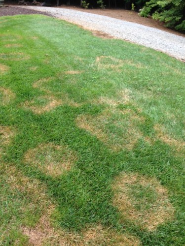 fescue brown patch