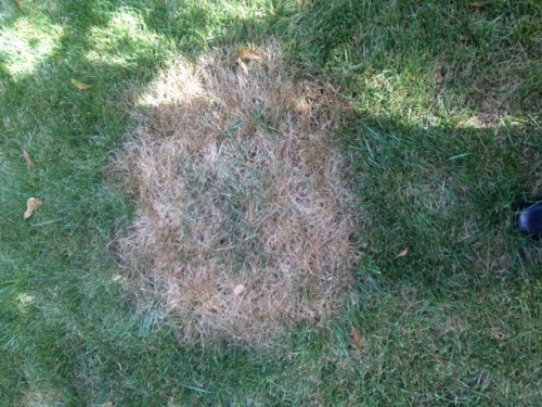 brown patch on fescue 1