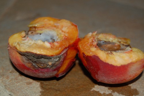 peach brown rot 3 cm_2069