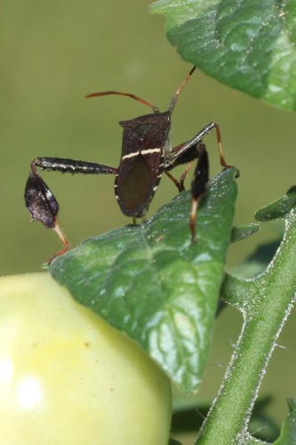 leaf footed bug 1