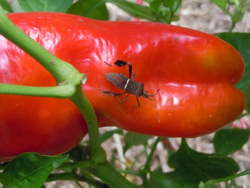 leaf footed bug (2)