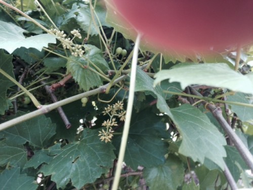 muscadine flowers