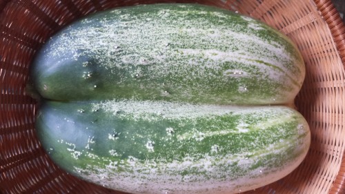 cucumber twins