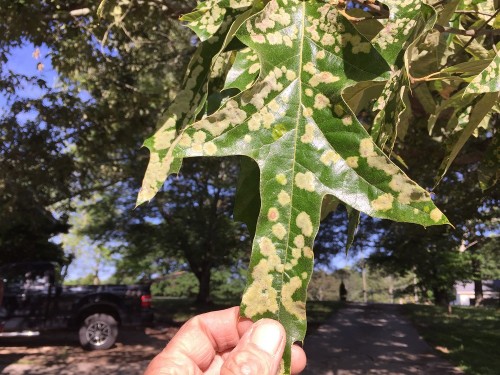 oak leaf blister