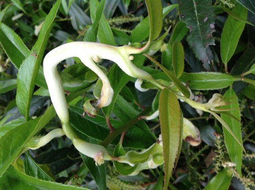 exobasidium gall on leucothoe