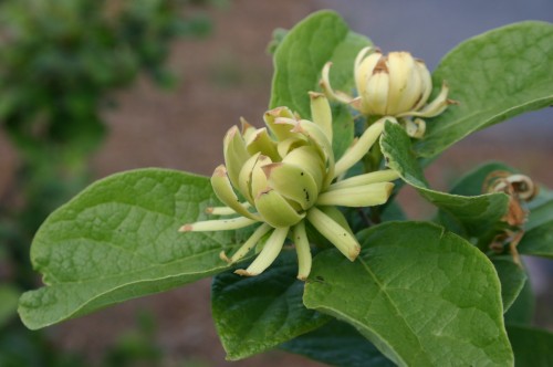 sweetshrub yellow 4