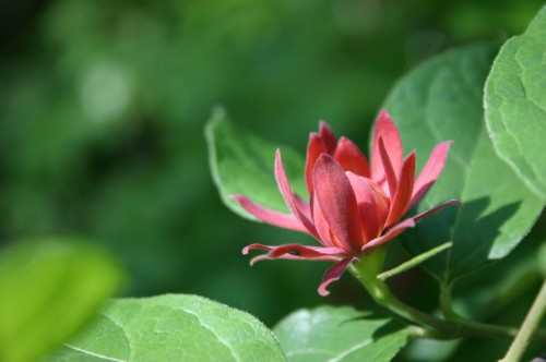 sweetshrub red 3