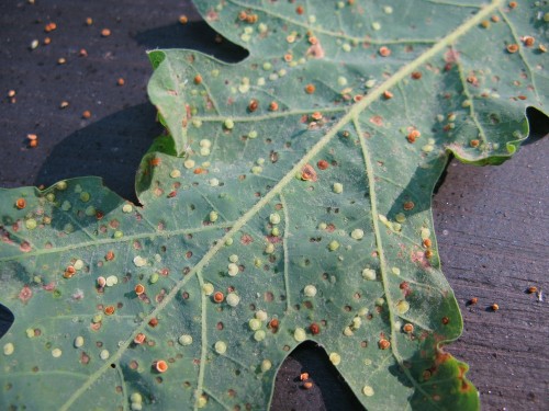 oak jumping gall 2