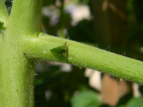 treehopper keelbacked 2