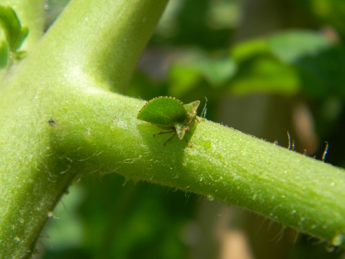 treehopper keelbacked 1