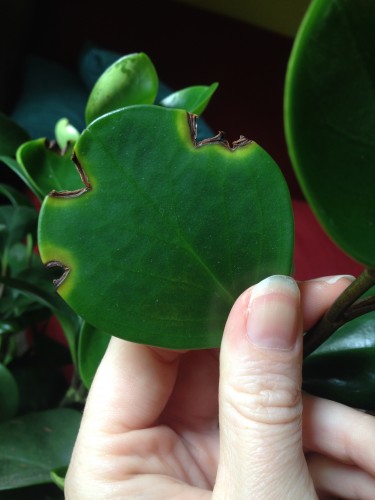 houseplant leaf spot