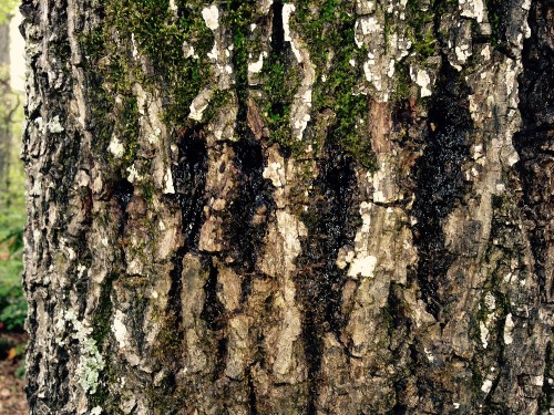 sapsucker damage