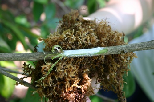 air layering sphagnum