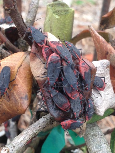 red shouldered boxelder