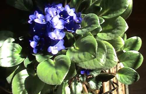 African violet