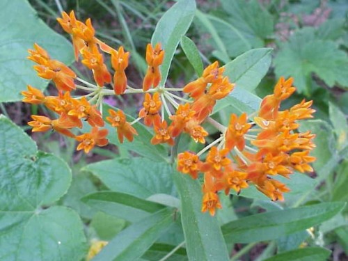 butterfly weed