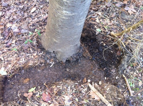 vole on cherry 1