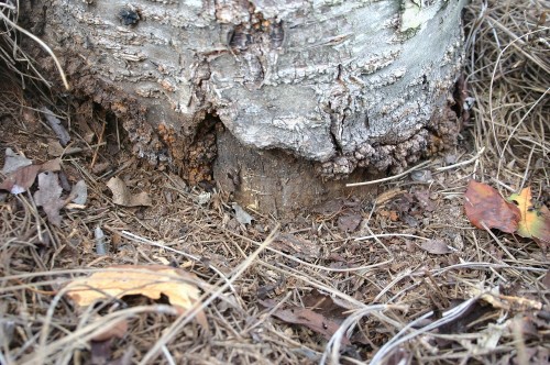 vole damage cherry 2