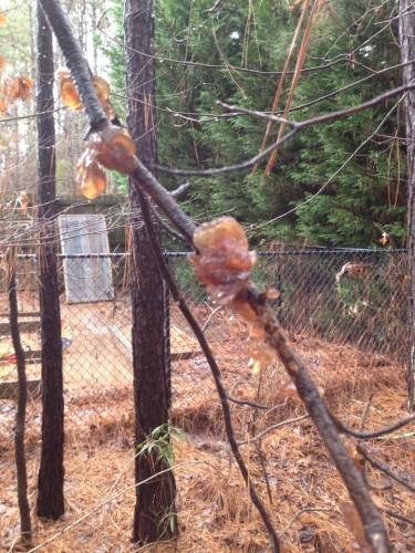 jelly fungus