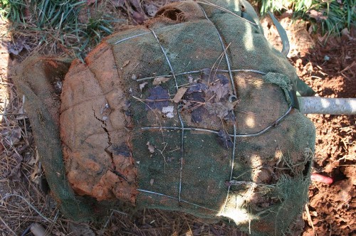 tree planting root ball burlap removed