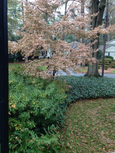 maple Bloodgood brown leaves in winter