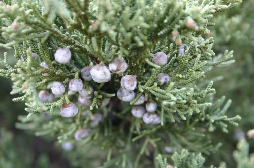 juniper berries