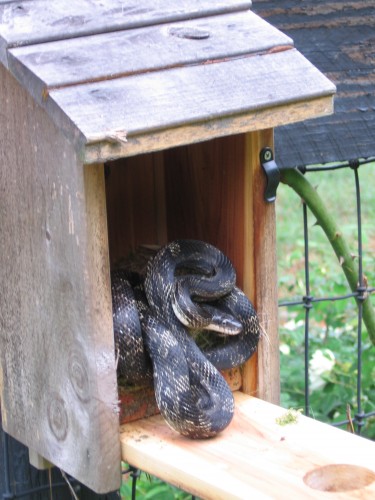 rat snake in house