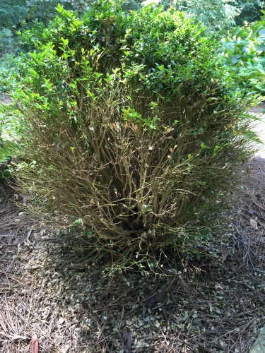 boxwood blight 2 Rick Smith