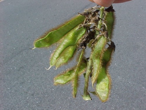 kudzu beans