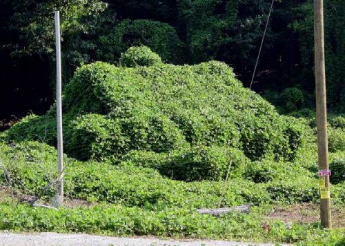 kudzu2