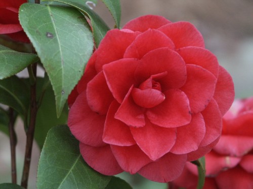 camellia japonica