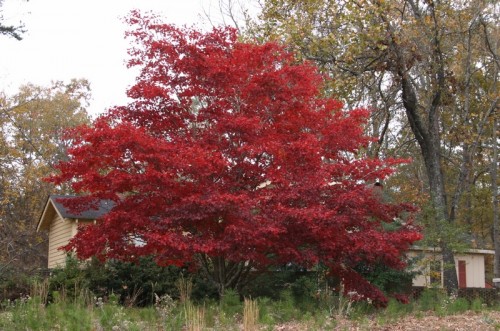 sq_japanese maple red