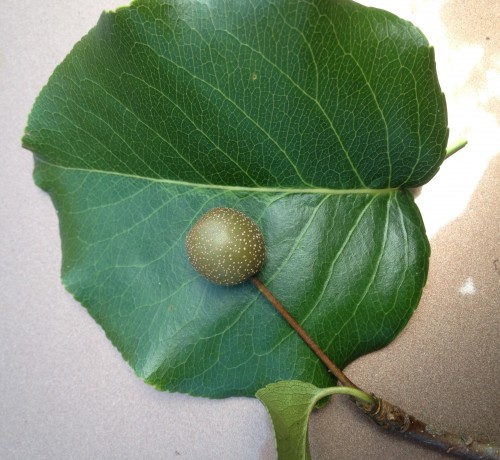 Bradford pear fruit