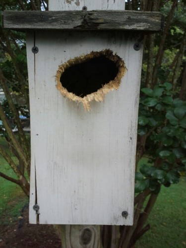 bluebird house damage