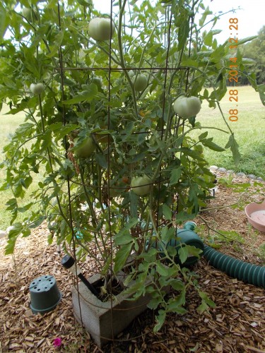 tomato growing in cinderblocks 2