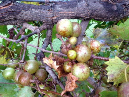 muscadine powdery mildew maybe cm2069