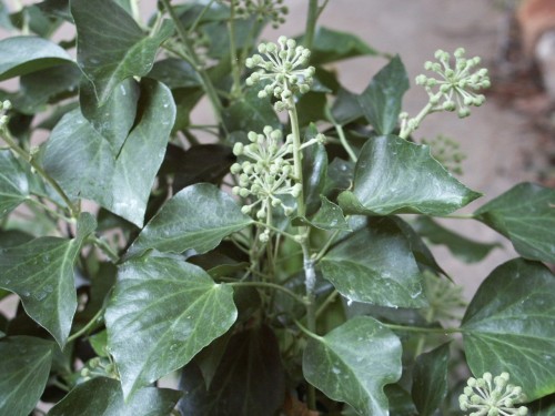 english ivy flower