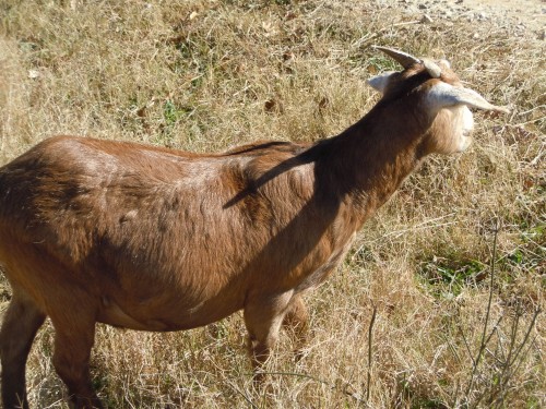 goat (2)