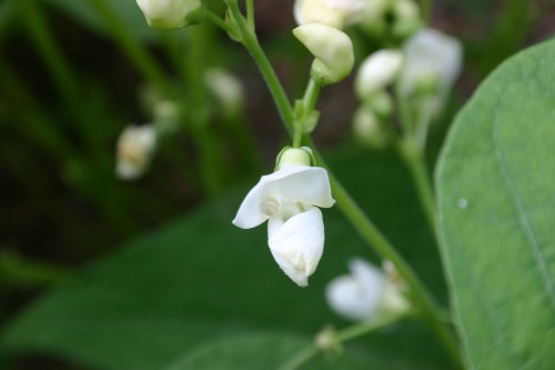 bean flower 1