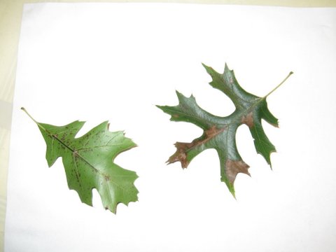 oak leaf scorch