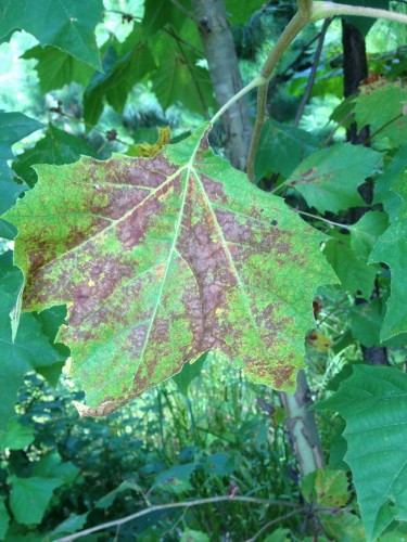 sycamore leaf scorch