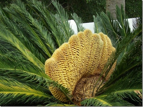 sago palm fasciated