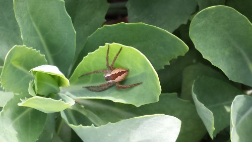 nursery web spider