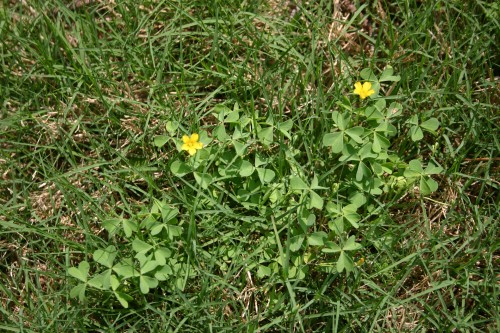 oxalis yellow woodsorrel