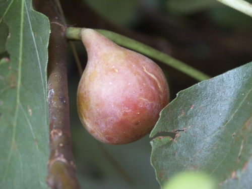 fig fruit