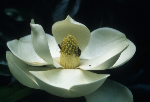 magnolia bloom